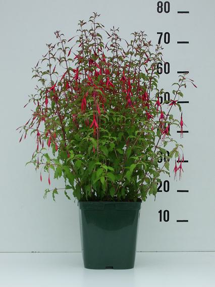 Fuchsia Riccartonii in C5